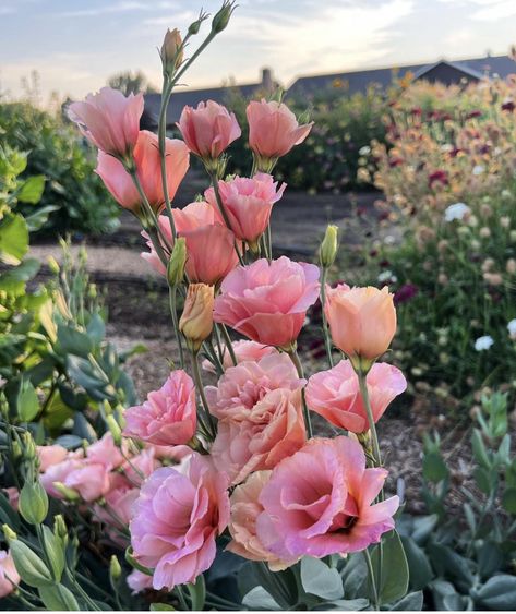 Apricot Lisianthus, Front Yard Flowers, Lisianthus Flowers, Pretty Flowers Pictures, Garden Answer, Floral Design Classes, Beautiful Flowers Images, Flower Meanings, Nothing But Flowers