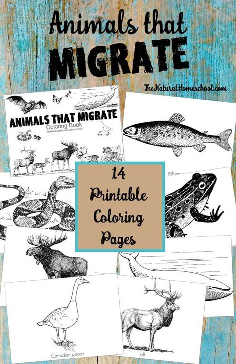 With this coloring book, you will give your littles a pretty good idea on animals that migrate in Winter list of 14 awesome animals. Migration Activities For Kids, Migrating Animals, Migration Activities, Coloring Pictures Of Animals, Animals That Hibernate, Animal Activities For Kids, Animals Coloring Pages, Animal Study, Animal Activities