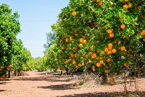 GardenZeus recommends against planting under the drip line of orange trees due to their canopy, access, soil and water requirements. Fruits Name In English, Orange Farm, Fruits Images, Types Of Fruit, Citrus Trees, Tree Care, Orange Tree, Deciduous Trees, Photo Tree