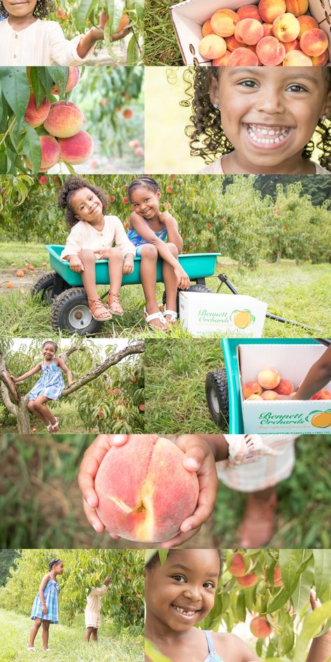 Peach picking photoshoot, peach orchard, summer mini sessions, Delaware photography Peach Picking Photoshoot, Peach Orchard Photoshoot, Peaches Photoshoot, Peach Photoshoot, Summer Mini Sessions, Peach Picking, Peach Photography, Peach Orchard, Mini Photo Sessions