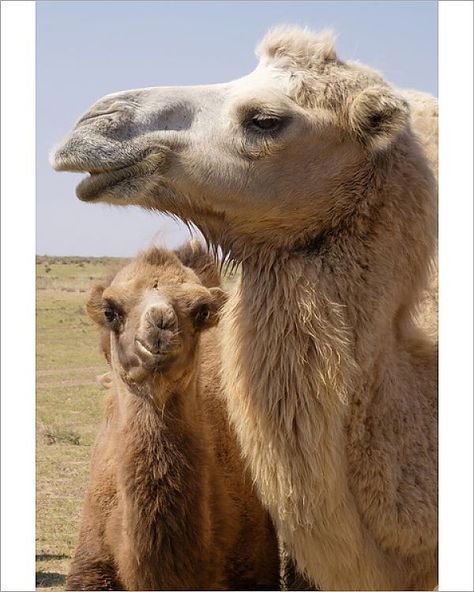 10x8 Inch (25x20cm) Print. Asia, Mongolia, Western Mongolia, Lake Tolbo, Bactrian camels (Camelus bactrianus). The wild camel name Camelus ferus for the remote herds of Mongolian camels. altai, altai mountains, bactrian, bayan olgii province, camels, camelus bactrianus, herd, herding, mongolia, no one, outside. Image supplied by Danita Delimont. Product ID:12616845_676_0 Camel Animal, Bactrian Camel, Altai Mountains, Poster Size Prints, Artistic Inspiration, Animal Sketches, Mongolia, Big Canvas, Stretched Canvas Prints