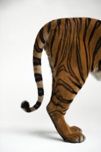 Malayan Tiger, Joel Sartore, Tiger Tails, Panthera Tigris, Leo Lion, Bengal Tiger, Drawing Inspiration, Custom Framing, Photographic Print