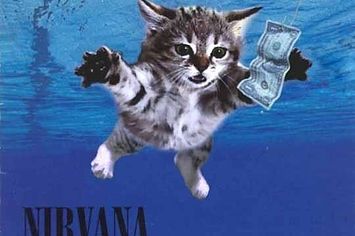 Beams and stairs keep your cat nimble and quick... This Is Kitty Nirvana Gatos Cool, Classic Album Covers, Silly Cats Pictures, Pahlawan Super, Cat Icon, Silly Animals, Cat Posters, Funny Cute Cats, Silly Cats