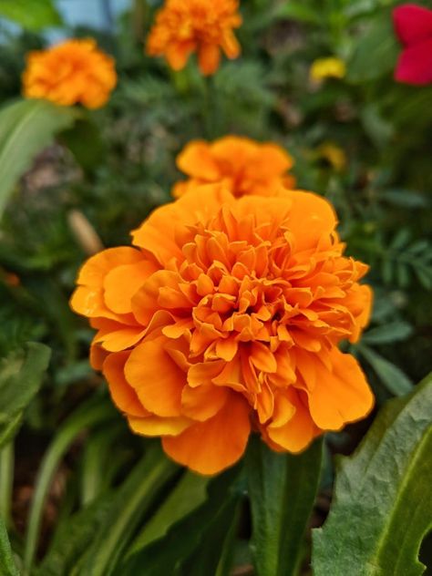 Mexican Marigold, Marigold Flowers, Summer Blooming Flowers, Mexican Sunflower, Chocolate Cosmos, Pineapple Sage, Mexican Flowers, Mexican Hat, Beautiful Home Gardens