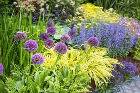 BOTANY PRESS by Joanna Kossak Hakonechloa Macra, Pinball Wizard, Harvesting Herbs, Wild Flower Meadow, Window Box Flowers, Garden Nursery, Plant Photography, Mediterranean Garden, House Plant Care