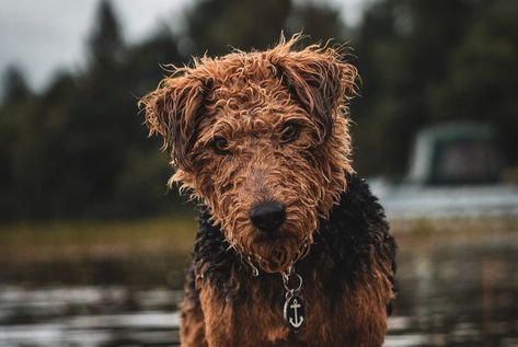 Wet Animals, Dead Hair, Welsh Terrier, Wet Dog, Hypoallergenic Dogs, First Haircut, Professional Tips, Metal Comb, Dog Eyes