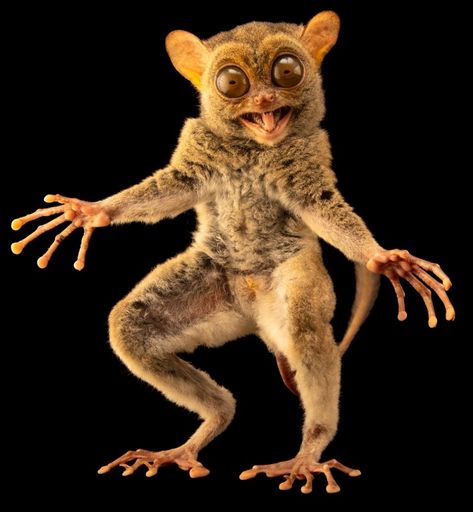 Horsfield's Tarsier by Joel Sartore Taman Safari, Tiny Tree, Joel Sartore, Scary Animals, Animal Print Wallpaper, Animals Funny, Unusual Animals, About Animals, Rare Animals