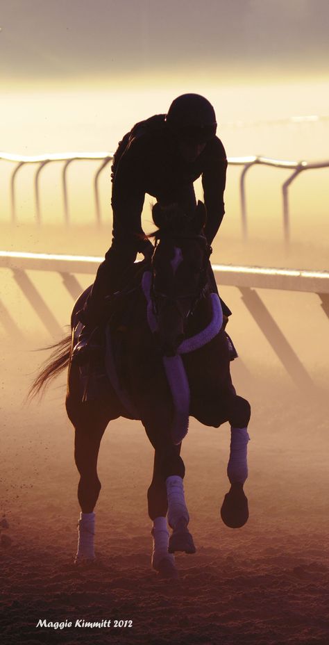 Oklahoma Training Track at Saratoga Race Course.  There's no light quite like Saratoga's morning light. Thoroughbred Racehorse, Thoroughbred Horse Racing, Sport Of Kings, Equine Photographer, Race Horses, Thoroughbred Horse, No Light, Equestrian Sports, Saratoga Springs