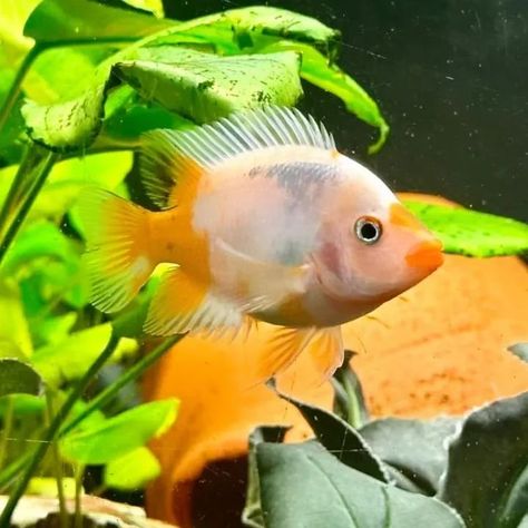 Midas cichlid #midas #cichlids #shopping #aquarium #style #cichlid #midastar #cichlidsofinstagram #love #fish #midasmusic #fishtank #midasconsoles #cichlidkeeper #music #cichlidtank #midasstudios #africancichlids #fashion #tropicalfish #sale #malawi #midaspro2 #cichlidfish #midasm32 #fishkeeper #kingmidas #cichlidae #musthave #freshwaterfish Midas Cichlid, Fish Tank, Fish, Music