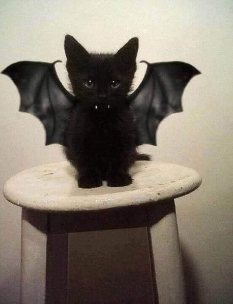 Vampire Cat, Chat Halloween, Cat Halloween Costume, Pet Halloween Costumes, Black Kitten, Cat Behavior, Halloween Animals, Cat Costumes, Pet Costumes