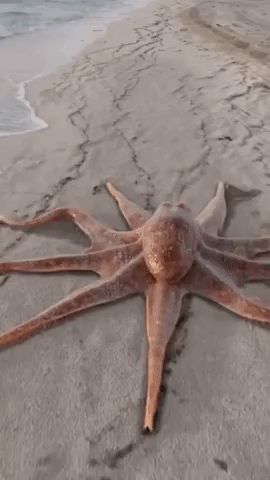 Octopus CGI, Find More wow GIFs on GIF-VIF Octopus Gif, Jj Maybank, Bad To The Bone, Animal Friends, Aesthetic Videos, Nature Wallpaper, Animals Friends, Under The Sea, Ecology