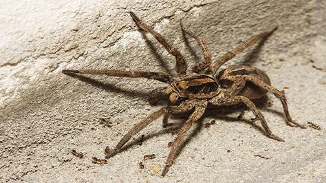 How to Deal with Wolf Spiders | Ortho Spider Identification Chart, Animals Dangerous, Hobo Spider, Spider Identification, Common Spiders, Spider Killer, Dangerous Spiders, Spider Fact, Poisonous Animals