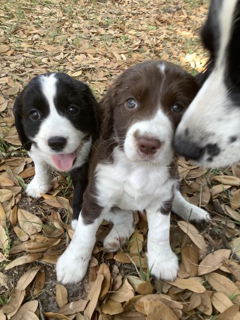 English Springer Spaniels #ess #puppies Springer Spaniel Puppy, English Springer Spaniel Puppy, Springer Spaniel Puppies, Springer Spaniels, Spaniel Puppies, English Springer, English Springer Spaniel, Springer Spaniel, New Puppy