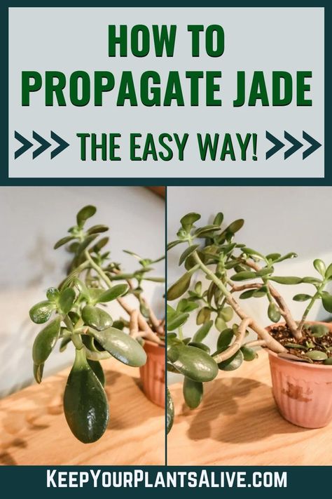 Jade is a beautiful and easy to care for houseplant. It’s also super easy to propagate! Here’s how to propagate jade plants! How To Propagate A Jade Plant, Jade Propagation, Propagate Jade Plant, Jade Plant Propagation, Jade Plant Care, Succulent Potting Mix, Plant Tips, Black Thumb, Jade Plant