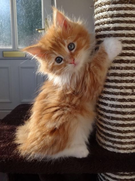 Adorable Cute Fluffy Kittens, Orange Kittens, Fluffy Kittens, Image Chat, Cute Little Kittens, Silly Cats Pictures, Cute Cats Photos, Orange Cats, Baby Kittens