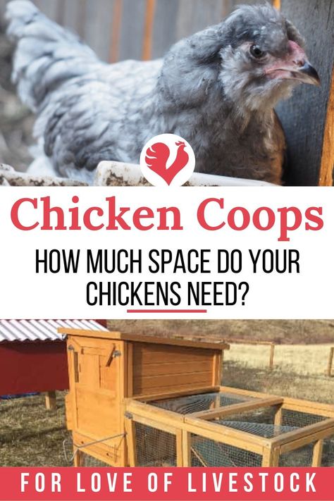 Diy Chicken Coop 6 Chickens, Chicken Coop Plans For 8 Chickens, How Much Room Do Chickens Need, How Many Chickens To A Coop, Expand Chicken Coop, Chicken Coop For 6 Hens, Chicken Coop For 20 Chickens Diy, Chicken Coop Plans For 8-10 Chickens, Coop For 10 Chickens