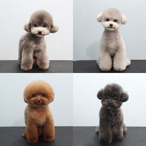 Cute Poodle Haircuts #poodlehaircut #poodlecuts #poodlehairstyles #toypoodlecuts #poodlecutschart Anjing Poodle, Toy Poodle Haircut, Poodle Haircuts, Poodle Haircut Styles, Poodle Hair, Poodle Haircut, Dog Grooming Styles, Cute Poodle, Poodle Cuts