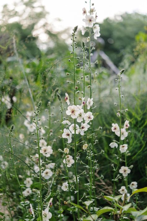 Spiritual Garden Ideas, Spiritual Garden, White Flower Arrangements, Connection With Nature, Outdoor Sanctuary, Cottage Garden Plants, Sacred Spaces, Moon Garden, Have Inspiration