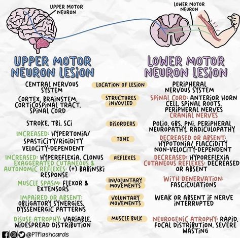 Upper Motor Neuron Vs Lower Motor Neuron, Upper Motor Neuron, Motor Neuron, Peripheral Nerve, Cranial Nerves, Muscle Spasms, Spinal Cord, Nervous System, Disease