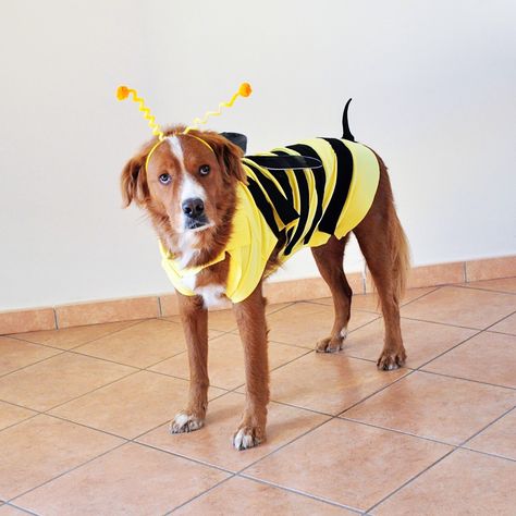 DIY dog bee Halloween costume! Easy DIY dog Diy Dog Bee Costume, Bee Family Costume, Dog Bee Costume, Bee Costume Diy, Halloween Costume Easy, Trunker Treat Ideas, Bee Family, Bee Wings, Bee Costume