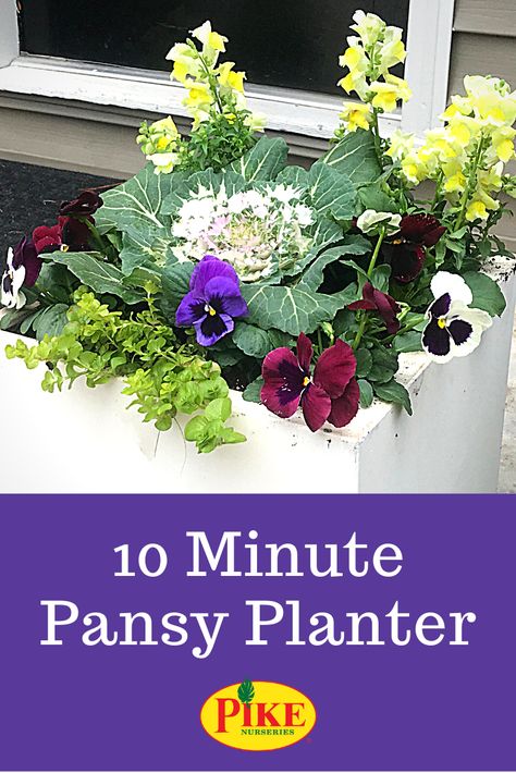 Use cold-loving flowers to create a colorful container garden that can brave winter weather. #pansies #fall #winter #gardening #containergardening #pottedplants #snapdragons #ornamentalcabbage #balconygarden #apartmentgarden #gardenproject #planters Winter Pansies, Winter Planters, Winter Gardening, Ornamental Kale, Container Planting, Ornamental Cabbage, Lost Garden, Winter Planter, Southern Garden