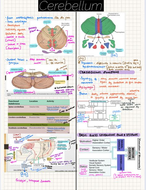 Neuroanatomy Notes, Neuroscience Notes, What Is Intelligence, Med Notes, Optometry School, Ipad Notes, My Notes, Medical School Inspiration, Medical School Studying