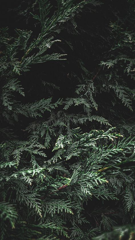 Wallpaper cedar Cedar Forest Aesthetic, Evergreen Aesthetic Wallpaper, Cedar Tree Aesthetic, Cedarwood Illustration, Cedarwood Aesthetic, Wood Astethic, Cypress Aesthetic, Wood Phone Wallpaper, Cedar Aesthetic