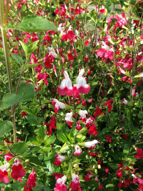 Favorite Plant in the Garden - Hot Lips Salvia. c.    I am always looking for good plants that attract hummingbirds, right now the star of my yard is Salvia microphylla 'Hot Lips'.    It's a fast-growing plant that gets about 30" tall and will spread pretty wide if you let it. They are easy to prune however and easy to shape. I don't cut them back too much in the fall, but rather wait until late spring to tidy them up.  They develop a woody trunk after a few years and I have had sections of olde Salvia Hot Lips In Garden, Hot Lips Salvia Landscaping, Hot Lips Salvia Care, Salvia Hot Lips Plant, Hot Lips Salvia, Hot Lips Plant, Garden Italy, Texas Backyard, Salvia Greggii