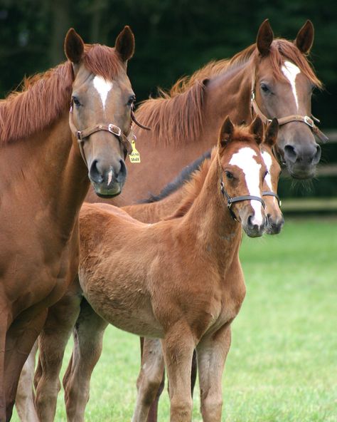 I Love Horses, Western Horses, Beautiful Horse Pictures, Seeing Double, Love Horses, Types Of Horses, Most Beautiful Horses, Baby Horses, Most Beautiful Animals