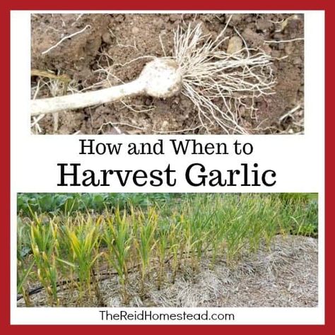 How and When to Harvest Garlic - The Reid Homestead Curing Garlic, When To Harvest Garlic, When To Plant Garlic, Self Sufficient Living, Harvest Garlic, Garlic Harvest, Store Garlic, Storing Onions, Plant Garlic