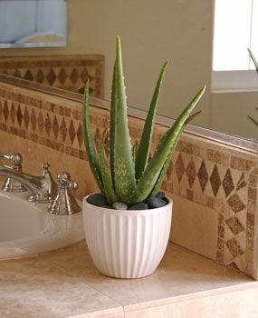 Best plants for bathroom..1....... Best Bathroom Plants, Toilet Closet, Cactus Collection, Orchid Plant Care, Snake Plant Care, Household Plants, Inside Plants, Aloe Vera Plant, Aloe Plant