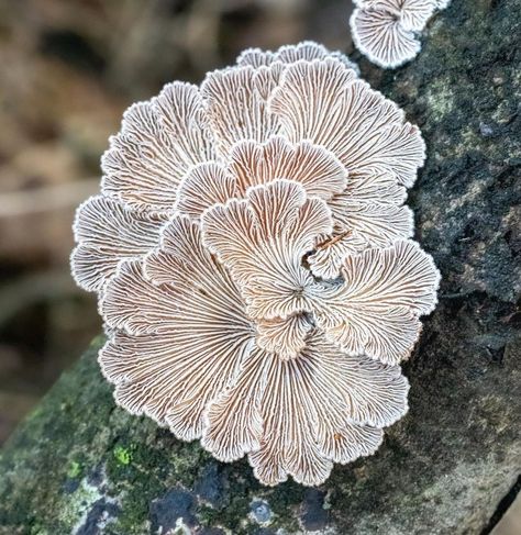 Underside Of Mushroom, Mushroom Inspired Architecture, Mushroom Underside, Underwater Mushrooms, Mushroom Structure, Sea Mushroom, Mold Poisoning, Schizophyllum Commune, Mushroom Gills