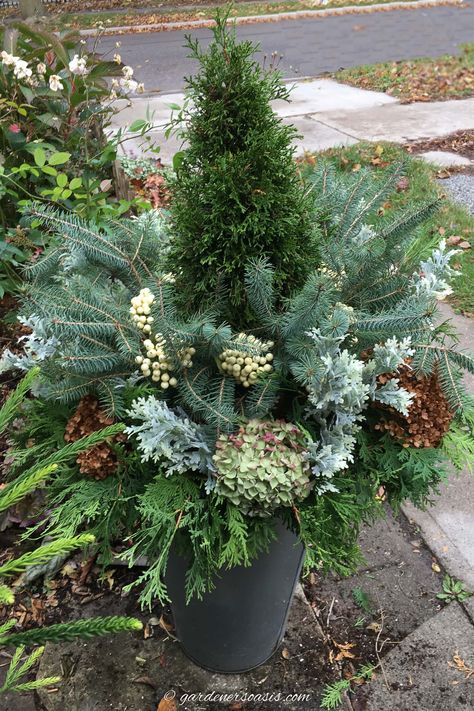 An outdoor DIY evergreen winter planter beside the front door. Winter Planters Front Porches, Outdoor Winter Plants, Winter Window Boxes, Front Door Planters, Holiday Planter, Winter Planter, Full Sun Plants, Hydrangea Not Blooming, Perennial Shrubs