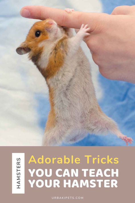 How To Make Hamster Toys, Diy Hamster Toys Popsicle Sticks, How To Hold A Hamster, Crafts For Hamsters, Hamster Toy Ideas, Diy Hamster Accessories, Hamster Diy Ideas, Diy Hamster Maze, Hamster Treats Homemade