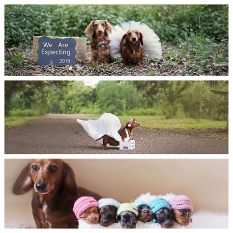 Doggie maternity shoot Dog Maternity Shoot Ideas, Pregnant Dog Photoshoot, Pregnant Dog Maternity Shoot, Dog Pregnancy Announcement Puppies, Maternity Dog Photoshoot, Dog Pregnancy Photo Shoot, Dog Maternity Shoot, Motherhood Shoot, Whelping Puppies