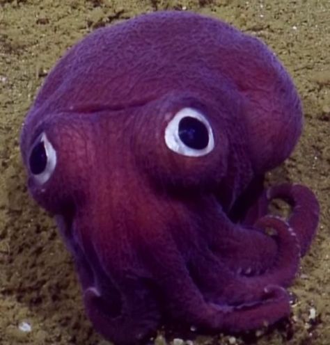 Strange purple sea creatures found in deep ocean trenches - BBC News Baby Skunk, Piping Plover, Creature Marine, Sea Floor, Deep Sea Creatures, Googly Eyes, Ocean Creatures, Ocean Animals, Weird Animals