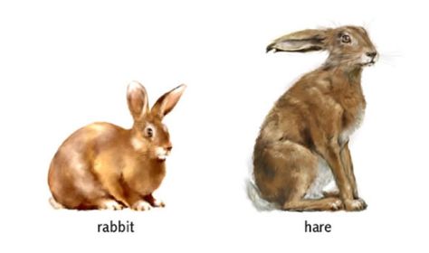 Your basic Easter Bunny is really a hare. And yes, they do seem to go nuts in the spring. Boy, are they fast, too! Bunny Vs Rabbit, Wild Rabbit, Watership Down, Animal Anatomy, Pets Drawing, Jack Rabbit, Anatomy Drawing, Animal Tattoos, Wildlife Art