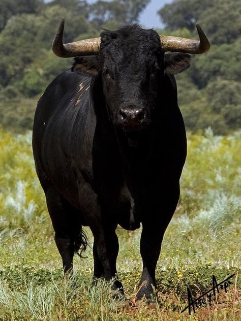 Cuadri - Along the Rutas del Toro Taurus Bull Tattoos, Bull Artwork, Nguni Cattle, Bull Pictures, Santa Coloma, Wild Bull, Cow Photography, Bucking Bulls, Bull Painting