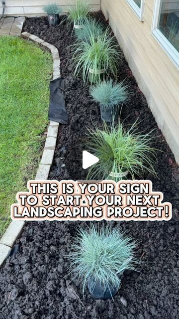 Blue Fescue Grass Landscape, Decorative Grass Landscaping, Mulch Plants, Elijah Blue Fescue, Fescue Grass, Gardening Indoors, Blue Fescue, Monrovia Plants, Weed Barrier