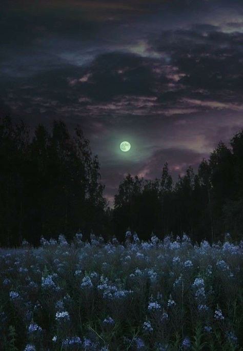 Night Flowers Moonlight, Foto Langka, Night Flowers, Dark Nature Aesthetic, Moon Pictures, Night Scenery, Night Landscape, Pretty Landscapes, Beautiful Moon