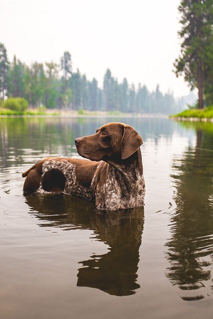 Gsp Dogs, Regard Animal, Shorthair Pointer, German Shorthaired Pointer Dog, Pointer Puppies, German Shorthair, Shorthaired Pointer, Pointer Dog, Bird Dogs