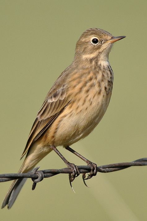 Anthus rubescens. American Pipit. Bird Watchers, Tiny Bird, Like Animals, Birds In Flight, Little Birds, Bird Photo, Bird Photography, Wild Birds, Bird Watching