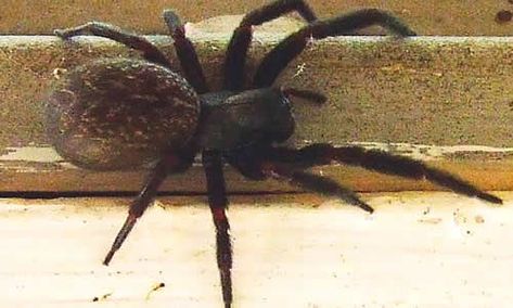 Black House Spider Black House Spider, Australian Spider, Spider Fact, Funnel Web Spider, Spider Venom, House Spider, Female Of The Species, Household Pests, Spider Bites