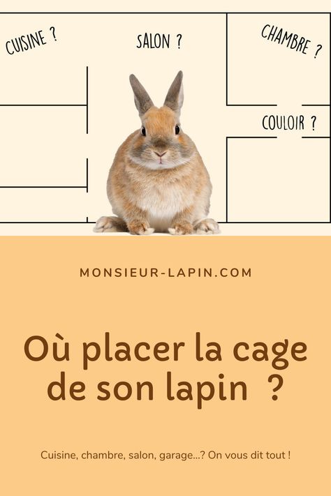 photo d'un lapin nain Mini Lop, Adoption, Animals