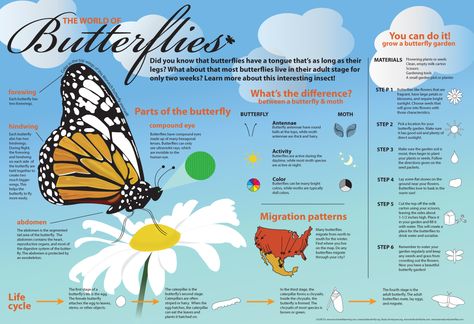 Butterfly infographic Butterfly Infographic, Attracting Butterflies, Butterfly Live, Butterfly Gardens, Animal Activities For Kids, Butterflies Art, Butterfly Life Cycle, Beautiful Bugs, School Garden