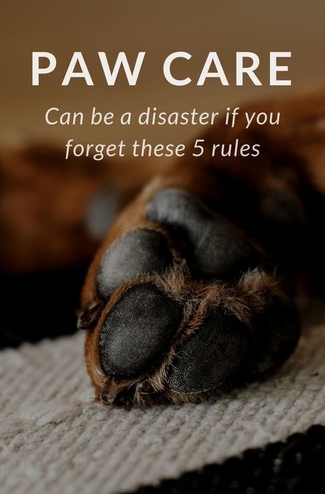 Dog Paw Care, Paw Pad, Paw Care, Dog Remedies, Dog Grooming Tips, Dog Nails, Pet Day, Dog Care Tips, Pet Care Tips