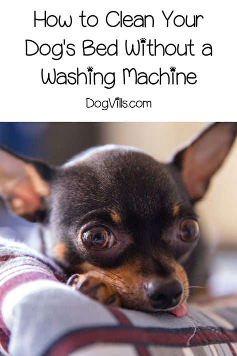 Wondering how to clean a dog bed without a washing machine? Read on for non-machine ways to quickly & efficiently clean your dog's bed and covers! Cat Exercise Wheel, Exercise Wheel, Dog Exercise, Dog Care Tips, Pet Care Tips, Dog Signs, Healing Power, Dog Health, Dog Training Tips