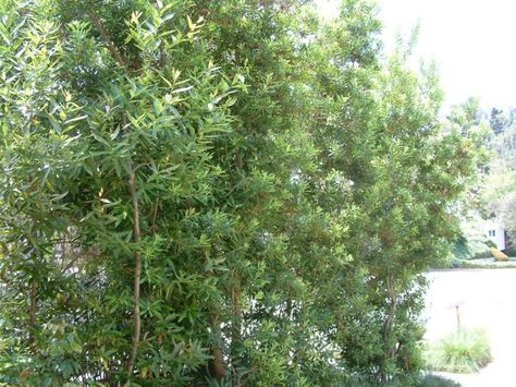 Myrica californica - Pacific Wax Myrtle | PlantMaster Wax Myrtle Tree Privacy Hedge, Pacific Wax Myrtle Hedge, Wax Myrtle Hedge, Wax Myrtle Tree, Pacific Wax Myrtle, Southern Wax Myrtle, Myrica Californica, Plum Magic Crape Myrtle, Wax Myrtle