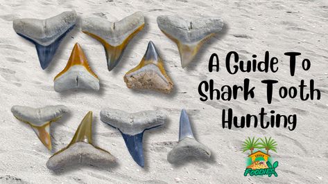 Beginner’s Guide to Shark Tooth Hunting at Caspersen Beach - The Venice Foodies Shark Tooth Hunting, Venice Food, Sushi Boat, Types Of Sharks, Venice Florida, Best Cookbooks, Shark Tooth, Shark Teeth, Florida Travel