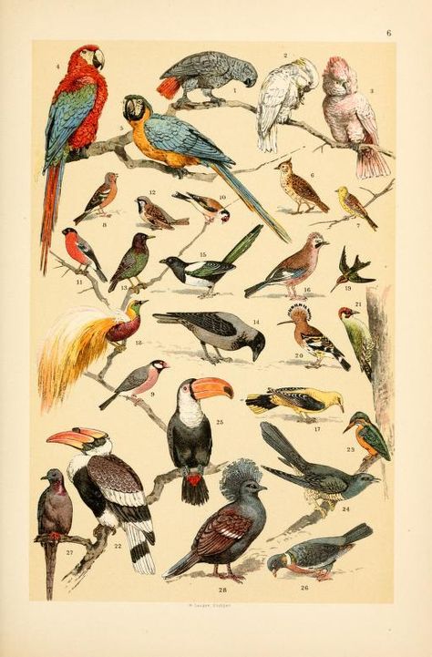 See a Gorgeous Book on the Animal Kingdom From 1895 | Mental Floss Natural History Illustration, Scientific Drawing, History Illustration, Illustration Bird, Vintage Bird Illustration, Science Illustration, Vintage Drawing, Antique Illustration, Bird Art Print